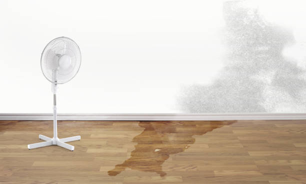 Best Local water damage restoration  in Ellport, PA